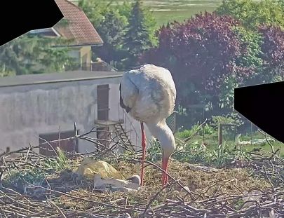 Kamera internetowa Toruń - Gniazdo bociana